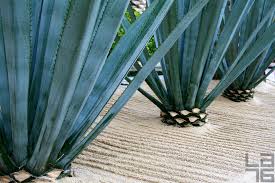 agave